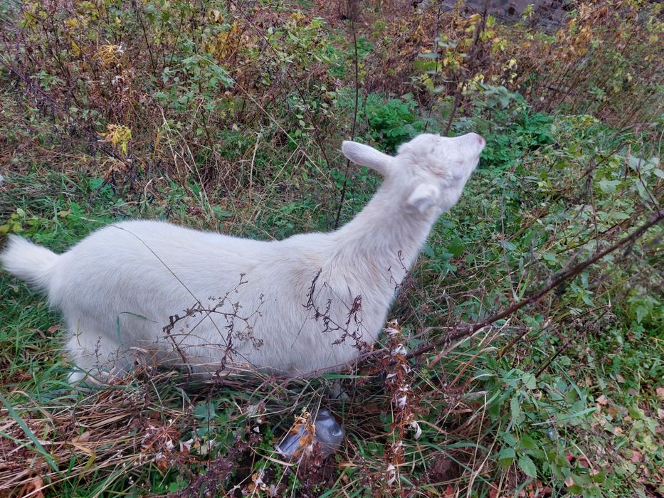 Продається  кізка