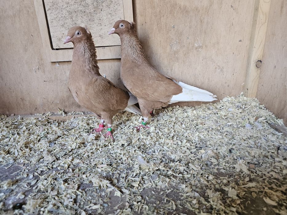 Gołębie wyszwance, krzyżaki