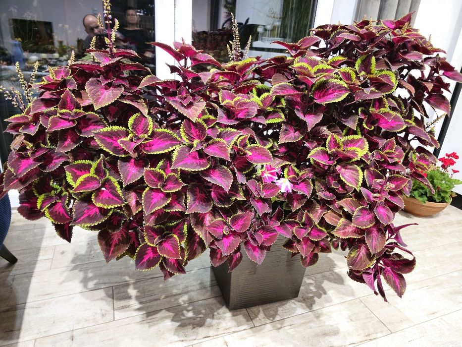 Pokrzywa ozdobna  koleus