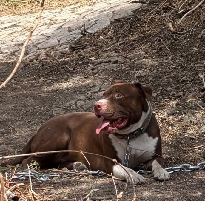 Pitbull para monta