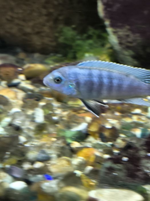 pseudotropheus elongatus mpanga mbuna