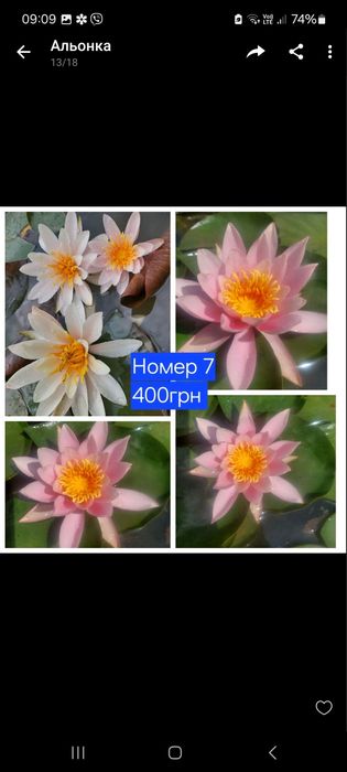 Німфеї, водяні лілії