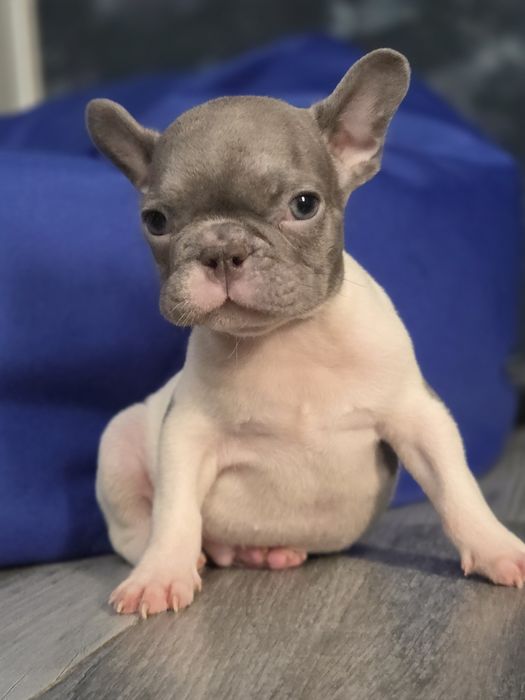 французький бульдог милий хлопчик