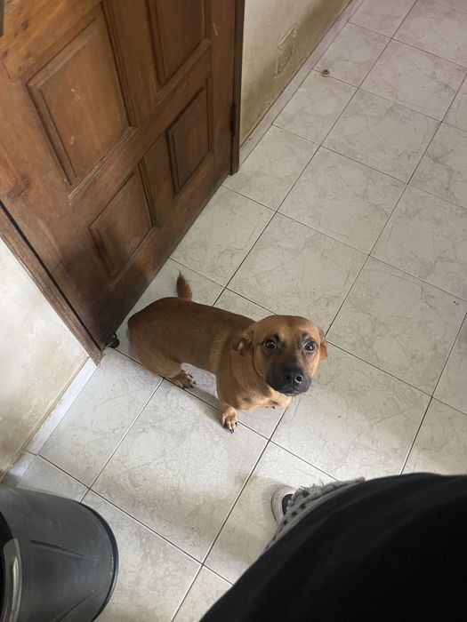 Cão para  adoção