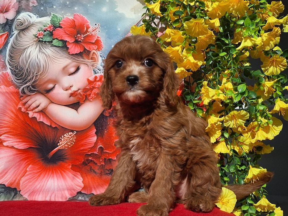 Cavapoo Red  z certyfika i paszportem