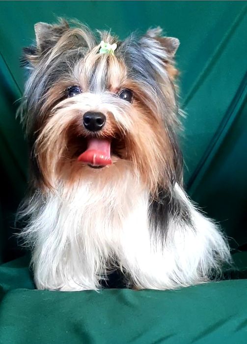 В"язка бівер йорк