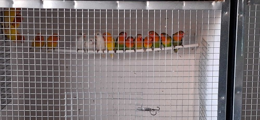 Agapornis ,lindíssimos