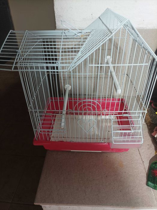 Canário arlequim lipocromo claro com gaiola