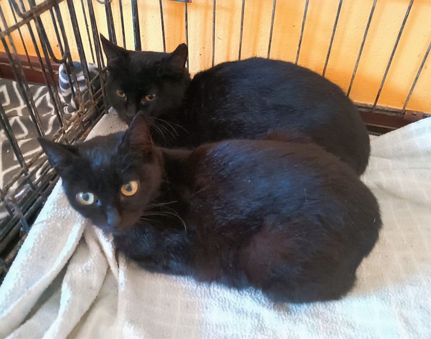 2 Gatas pretas Juvenis para Adoção!