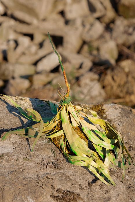 Индивидуальные восковые програмные свечи и диагностика энергии
