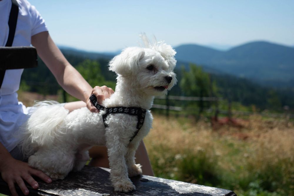 В’язка Мальтійська Болонка міні (хлопчик)