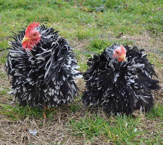 Galinhas Pekim / Pekin e Frisadas – Ornamentais