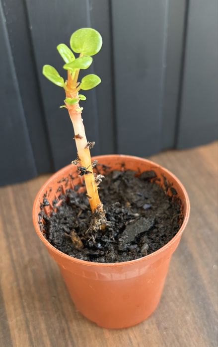 Planta Pilea - da amizade / dinheiro