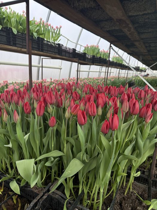 Тепличні тюльпани гурт