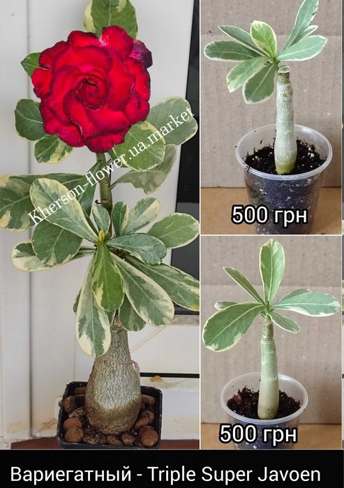 Адениум вариегатный махровый