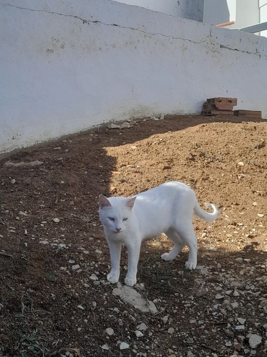 Gata branca de olhos azuis