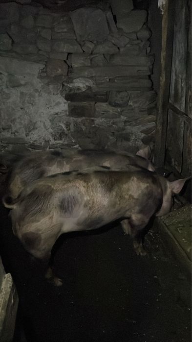 Casal de porcos pietran