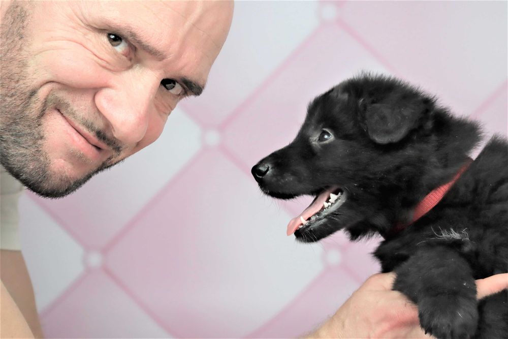 Owczarek Belgijski nie niemiecki Groenendael po Ch.i Zw.Klubu ZKwP FCI