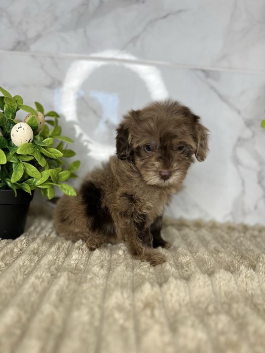 Стильні пудельки шоколадний мерле