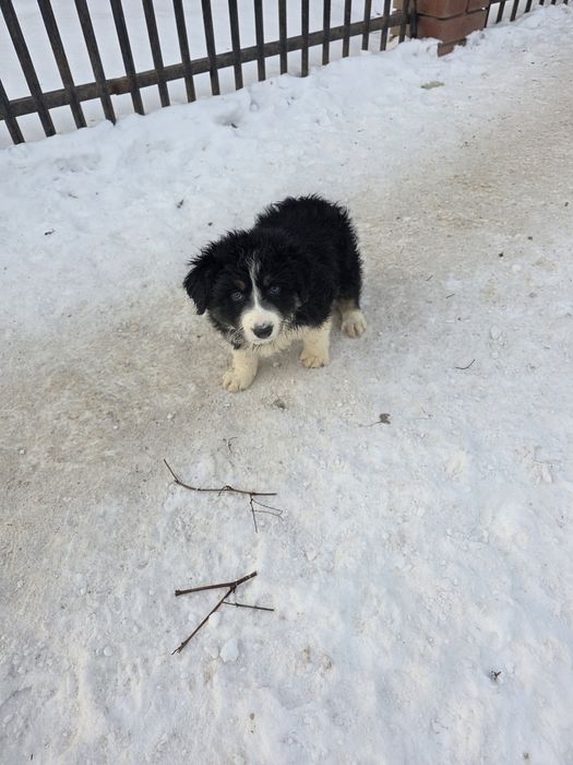 suczka border collie