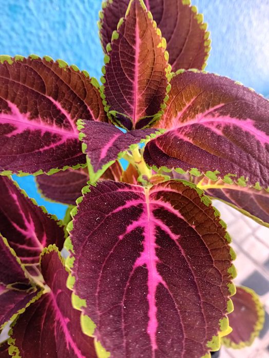 Coleus Solenostemon scutellarioides