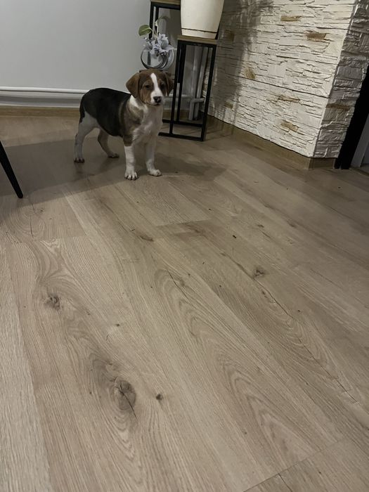 Oddam za darmo suczkę