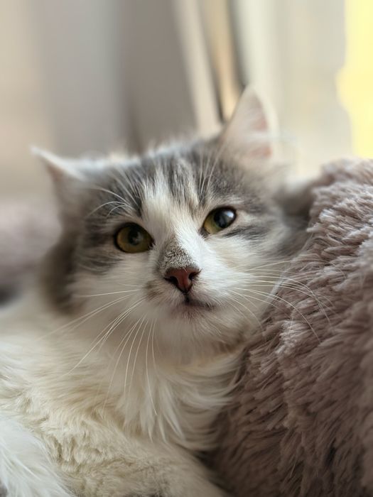 Кошеня дівчинка 5 міс