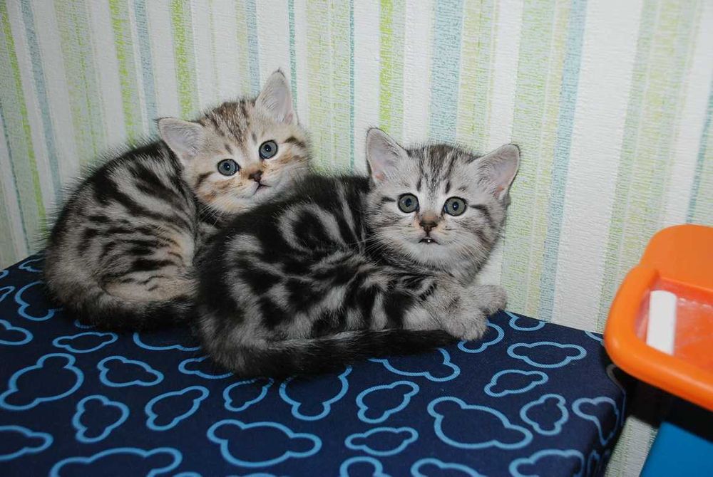 Мраморного окраса шотландские котята