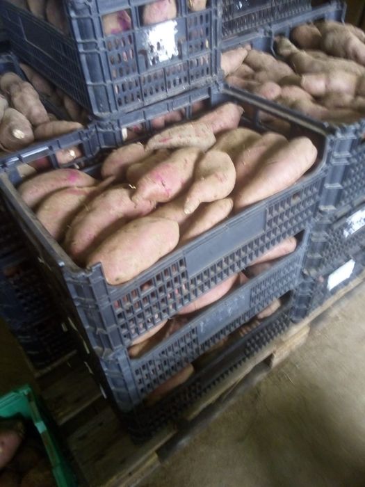 Batata doce lugar da estrada