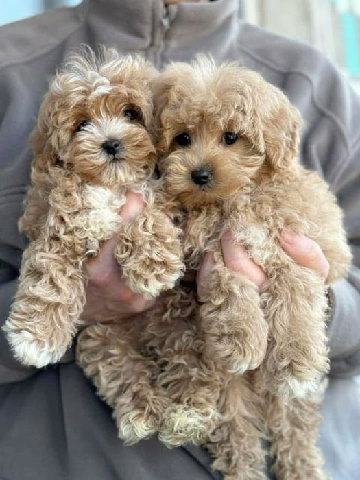 Пуделі Ред Браун і мальтіпу F1 і ф2 хлопчики і дівчатка міні зі Львова