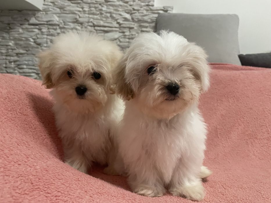 Maltipoo suczka mini