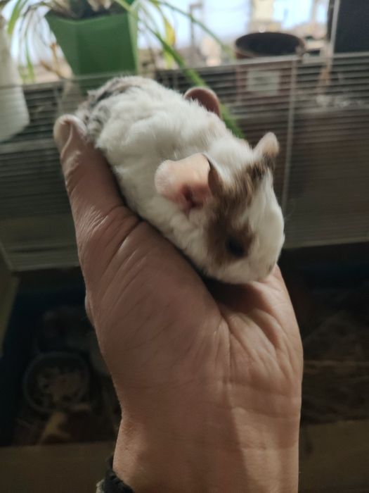 Морские свинки. Американский тетди