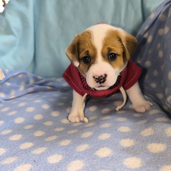 Дівчинка3 Джек Рассел