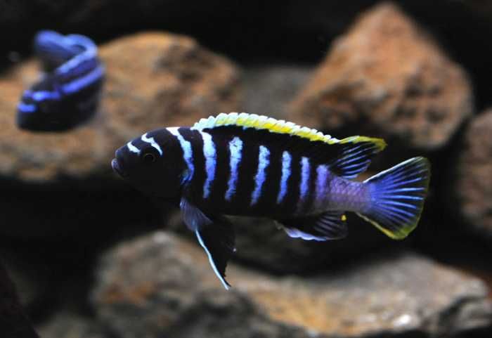 GB MALAWI Pyszczak Afra Likoma - dowóz ryb!