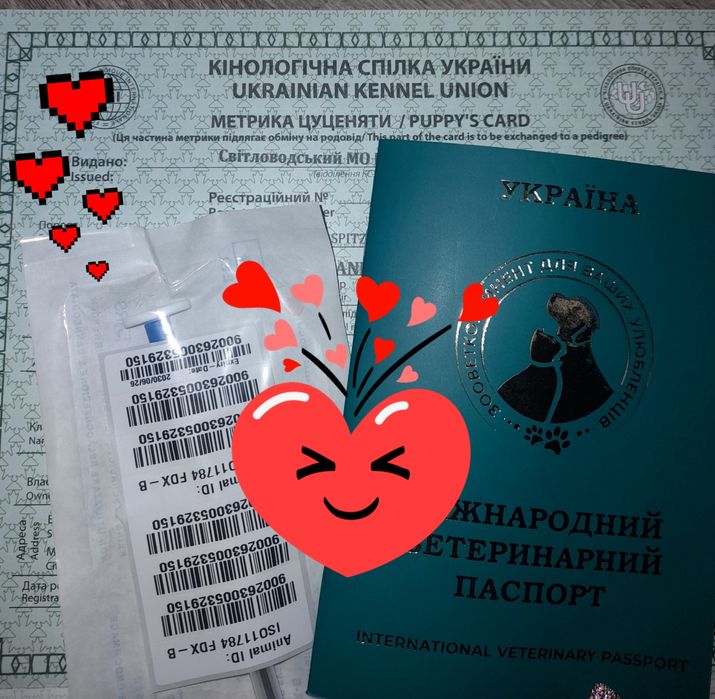 Померанський шпіц КСУ дівчатка