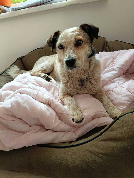 Mako poleca się do adopcji