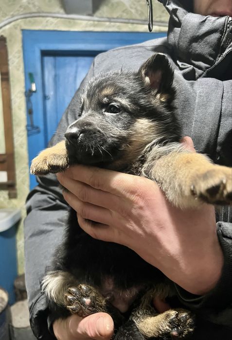 Продаються чистокровні цуценята німецької вівчарки