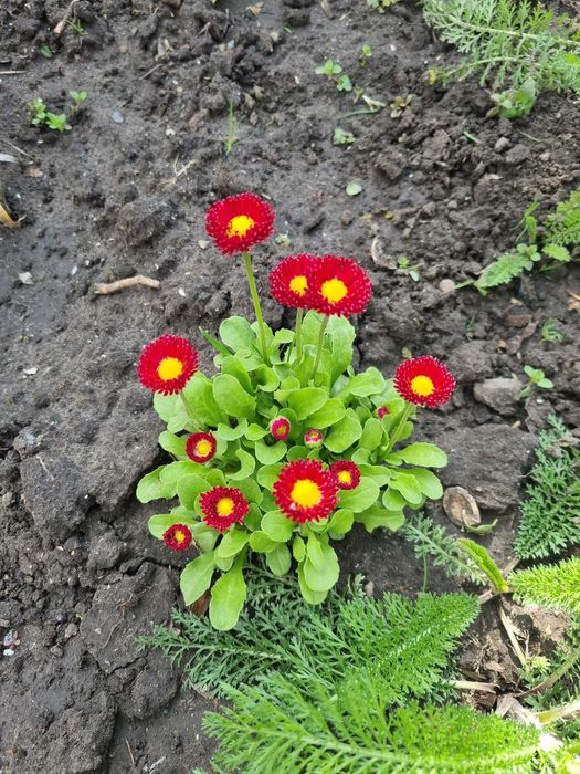 Саженцы цветы квіти саджанці