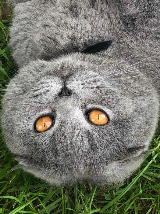 Британець вислоухий  кіт в'язка