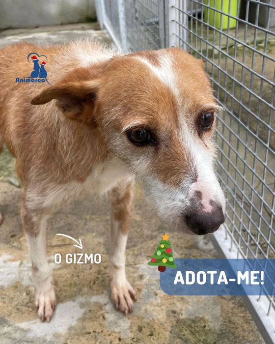 O Gizmo - cao de porte medio