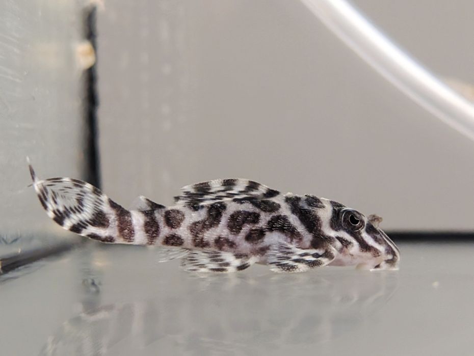 L066 hypancistrus 3cm