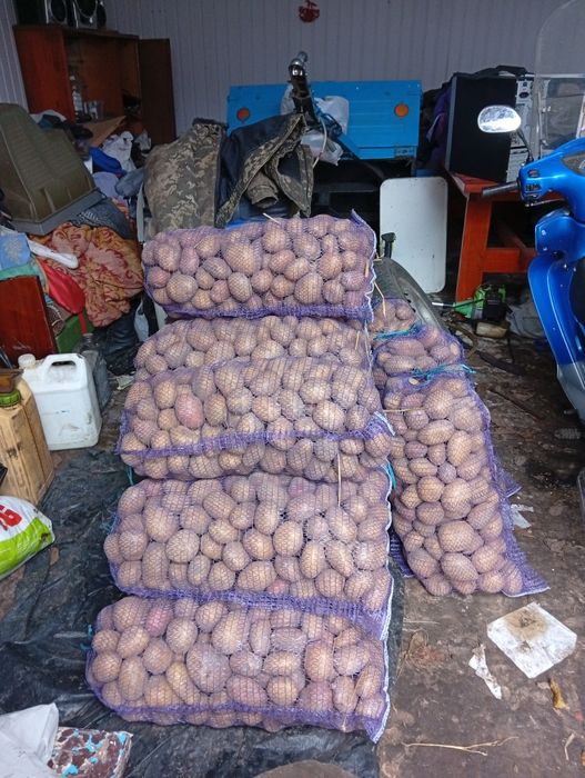 Продам сортову картоплю