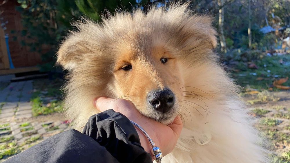 Owczarek szkocki długowłosy ZKwP/ FCI