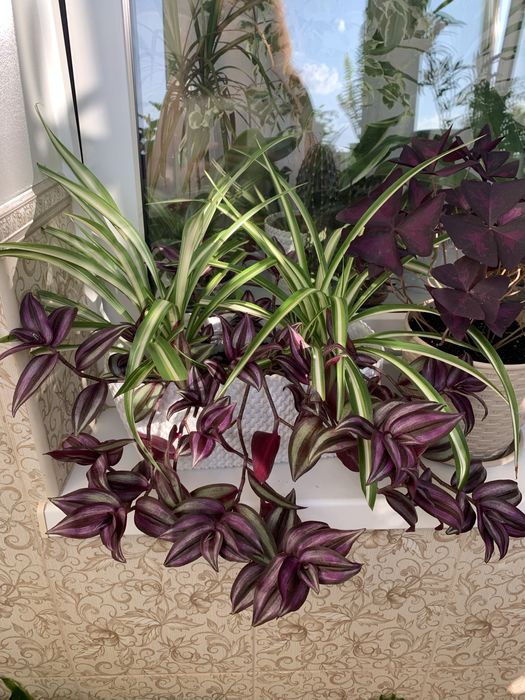 Кімнатні рослини аспарагус, хлорофітум,паперомія, сансевієрія та ін.