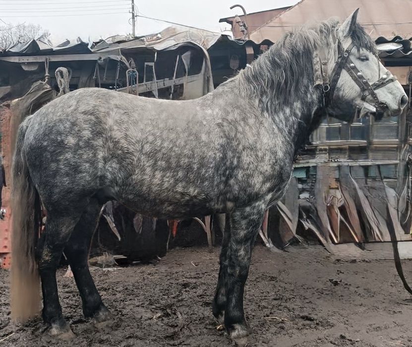 Продажа лошадей г Путивль