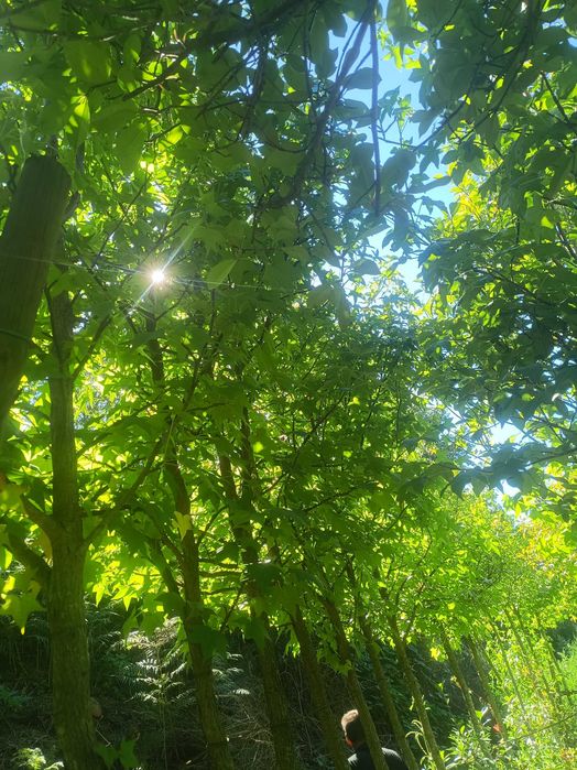 Liquidambar / Liquidambas árvore
