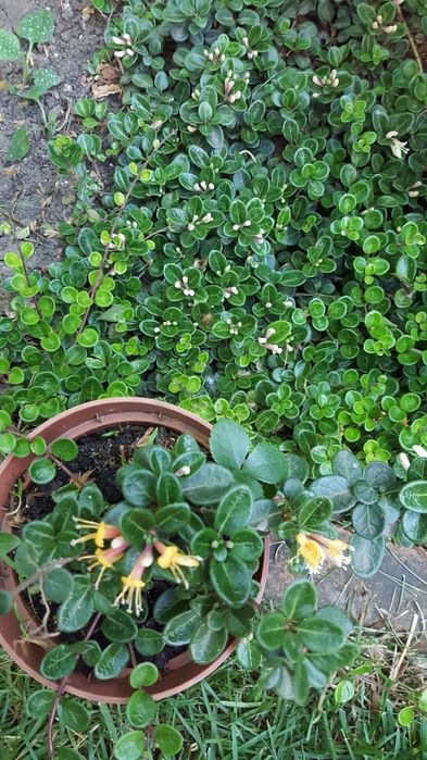 растения многолетники почвопокровники мята