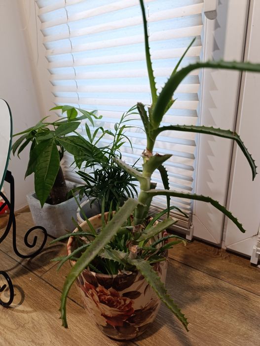 Aloes aloes duży  6 letni