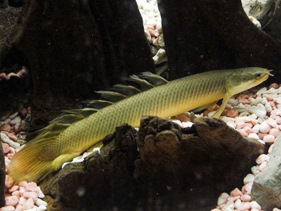 Поліптеруси Polypterus