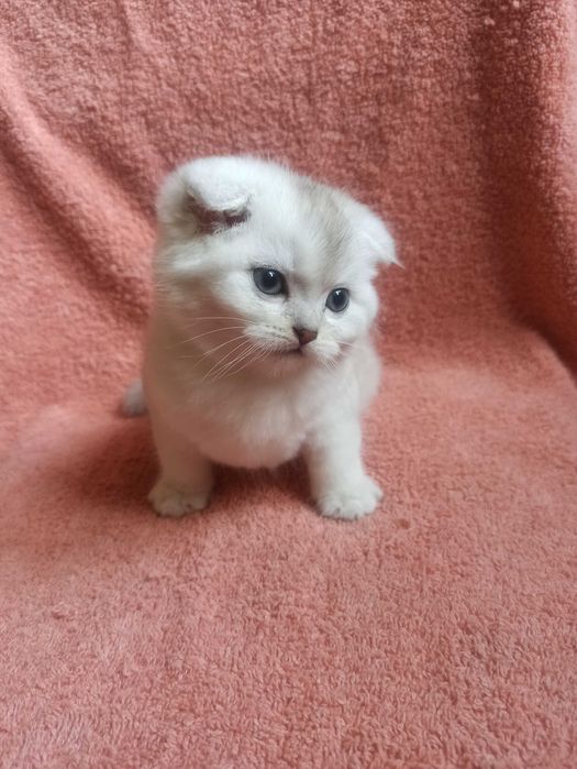Шотландский котёнок